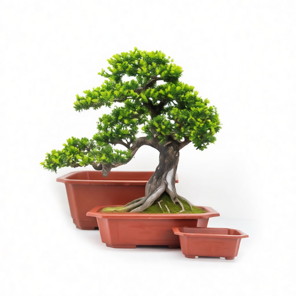 Maceta decorativa rectangular  - Bonsai Garden Display reseña y precio